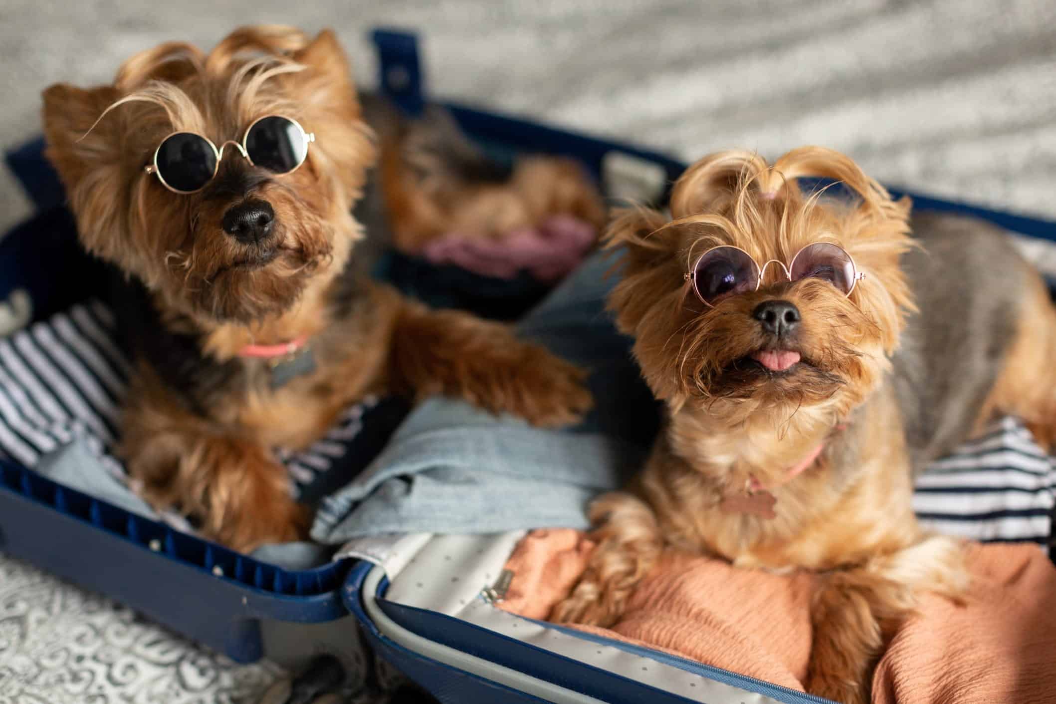 Two Yorkshire Terrier dogs in mini sunglasses sitting in a suitcase