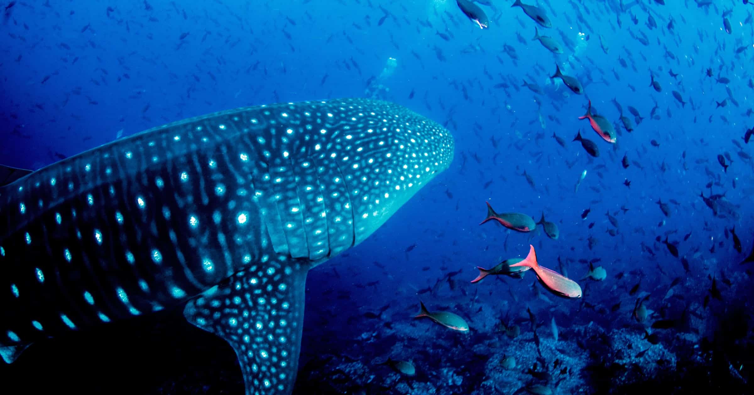 Scuba diving with a whale shark from the Galapagos Islands, Ecuador
