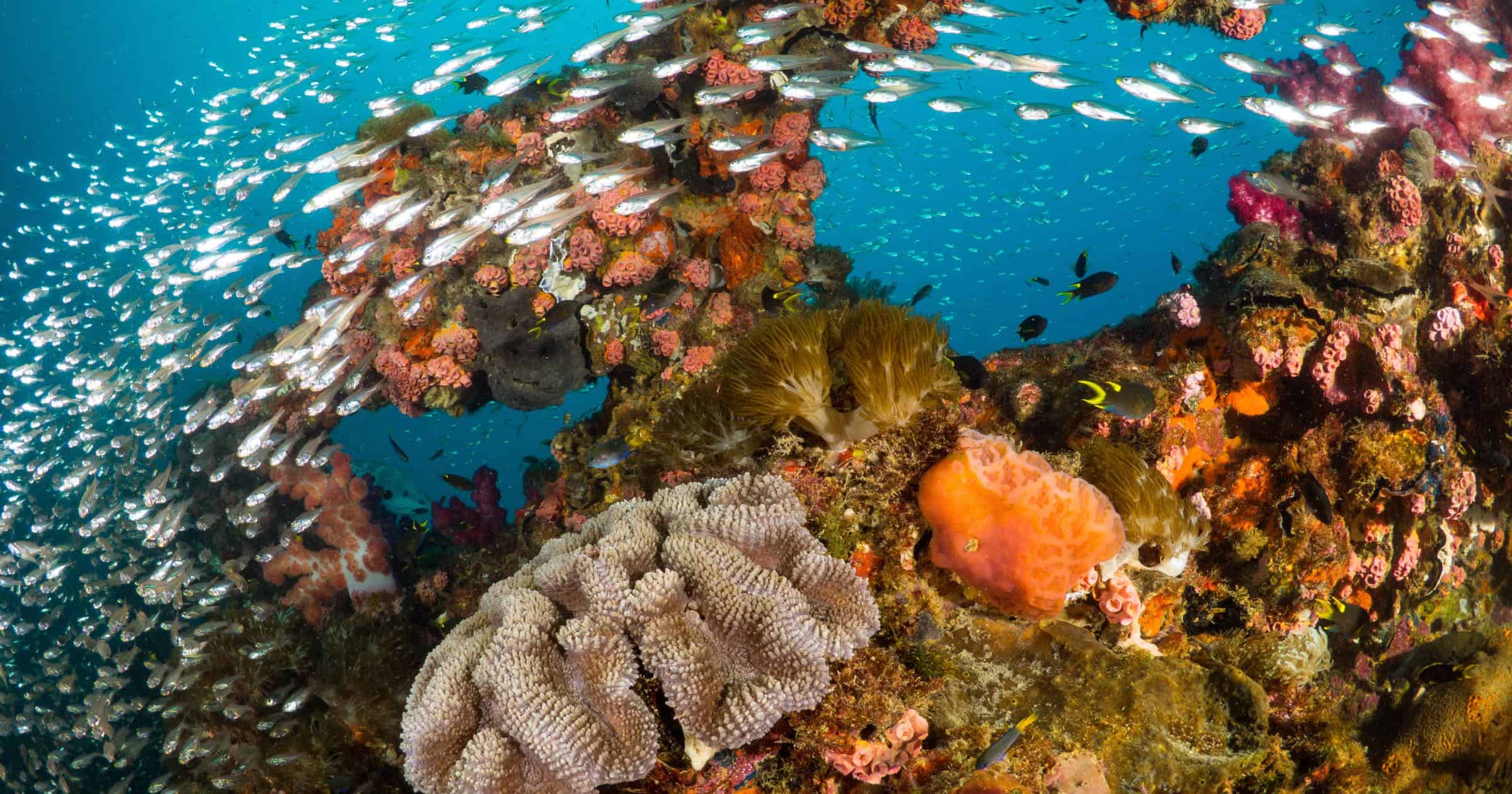 Vibrant coral reef with hundreds of glass fish at the SS Yongala ship wreck, Great Barrier Reef, Australia
