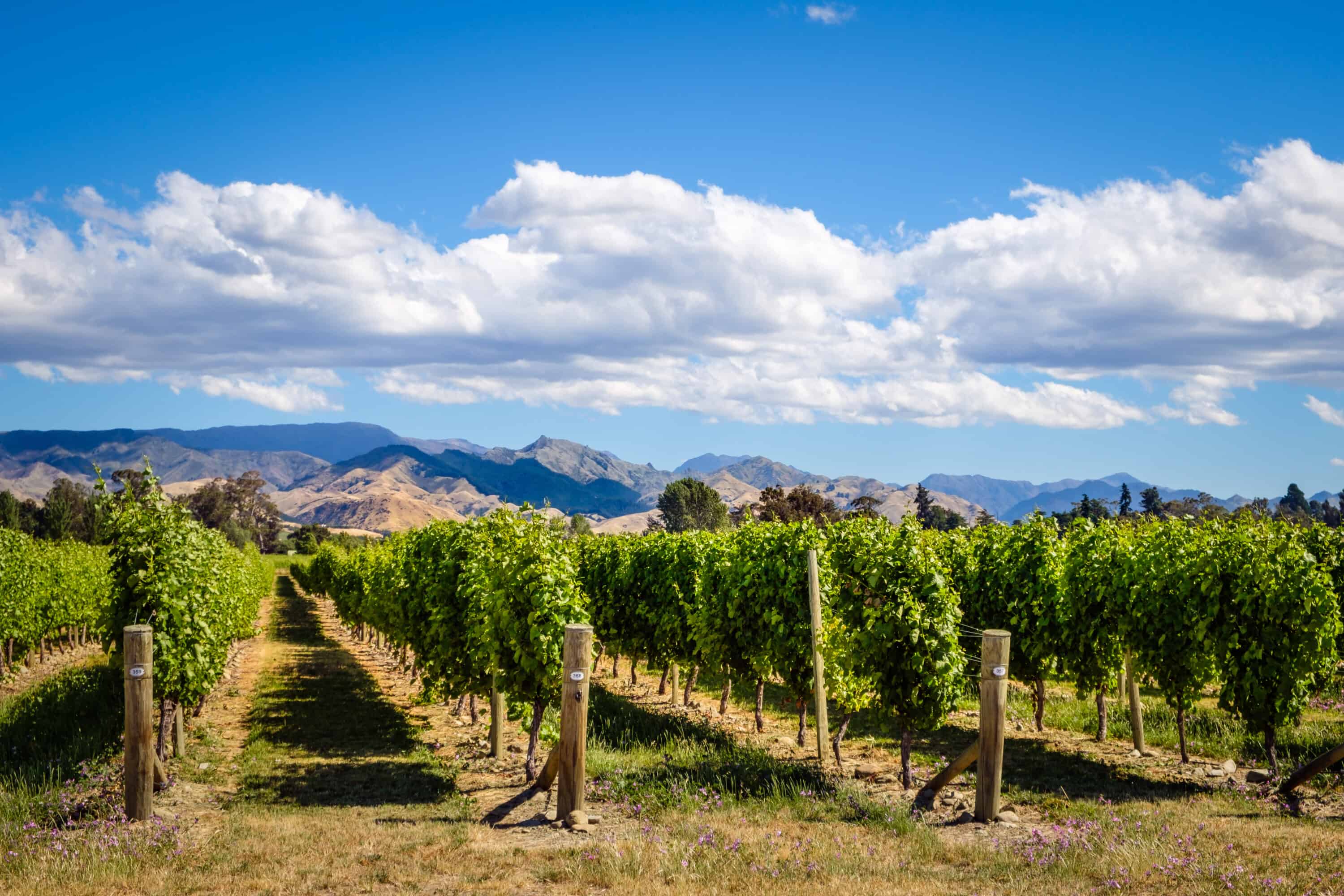 Landscape view of vineyard in Marlborough wine country,NZ
