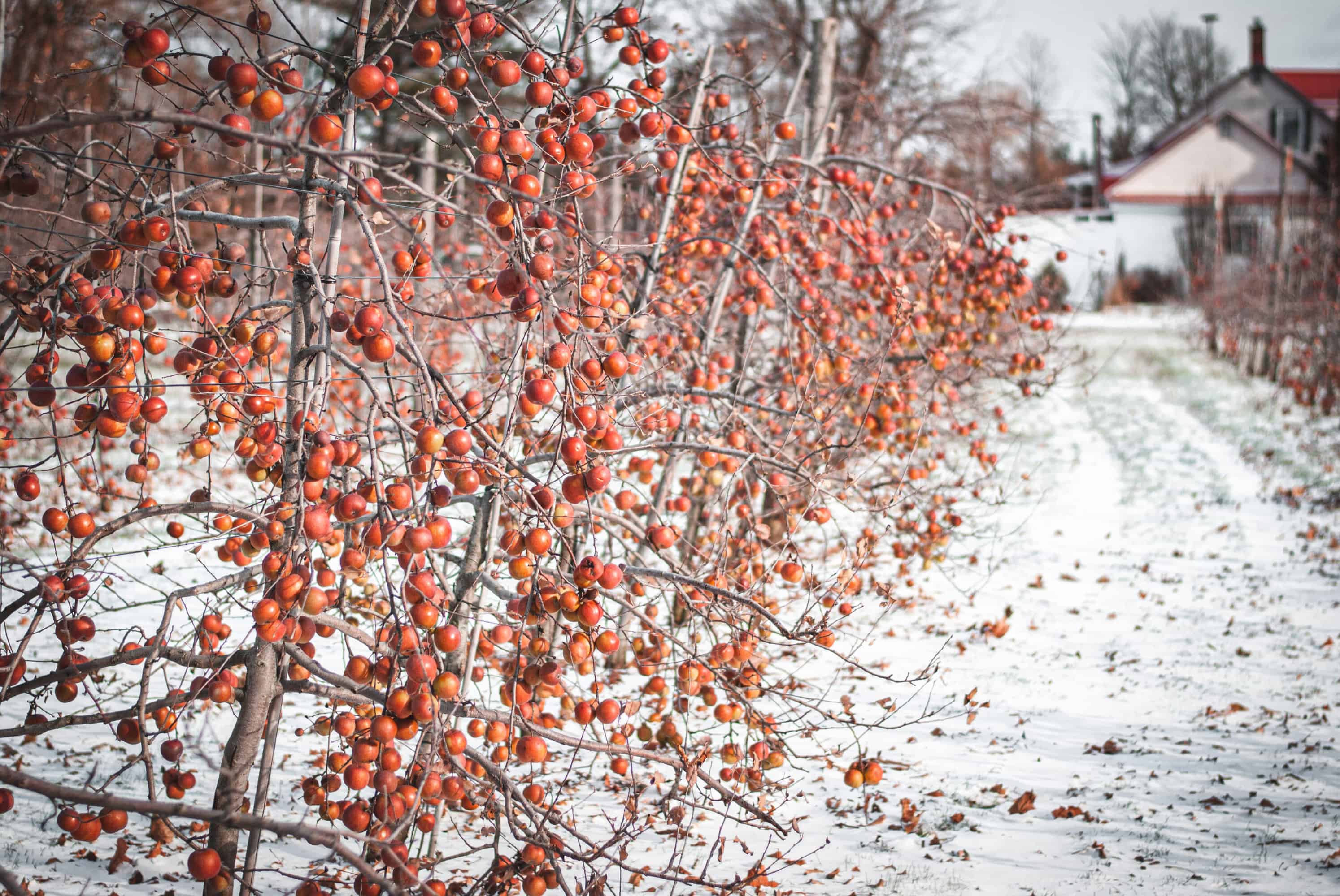 Winter orchard specific to Quebec. Apple Ice Cider.