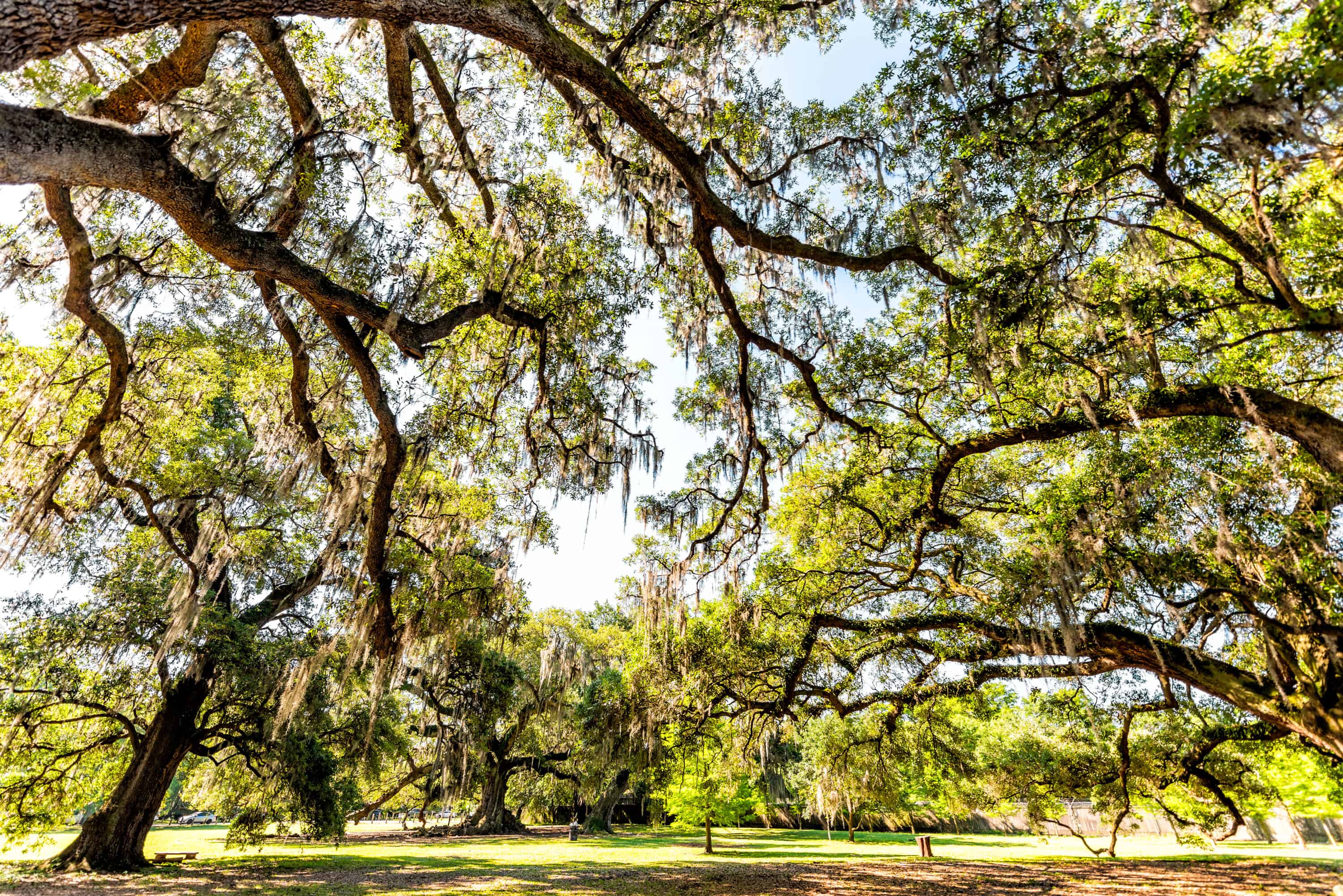 Old southern live oak trees in New Orleans Audubon park on sunny spring day with benches and hanging spanish moss and green