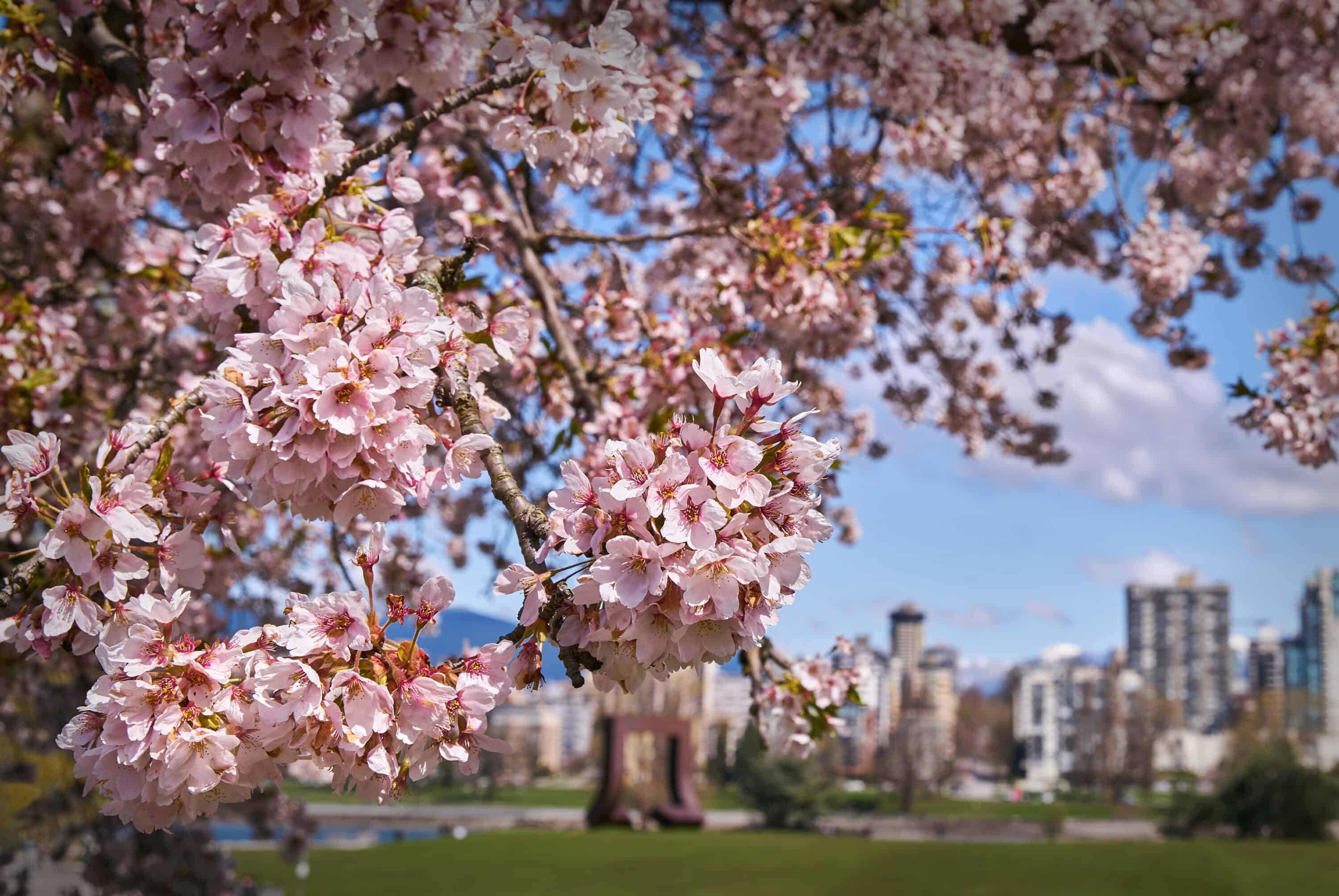 Cherry blossoms shown in front of the Vancouver skyline. 