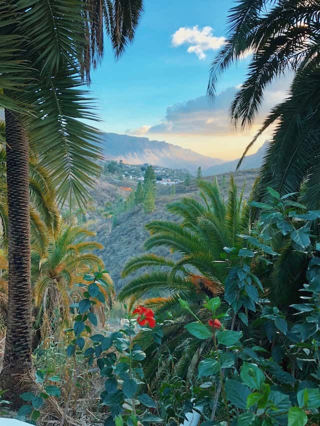 Sunset in the mountains with palm trees in the foreground in the Canary Islands, Spain. 