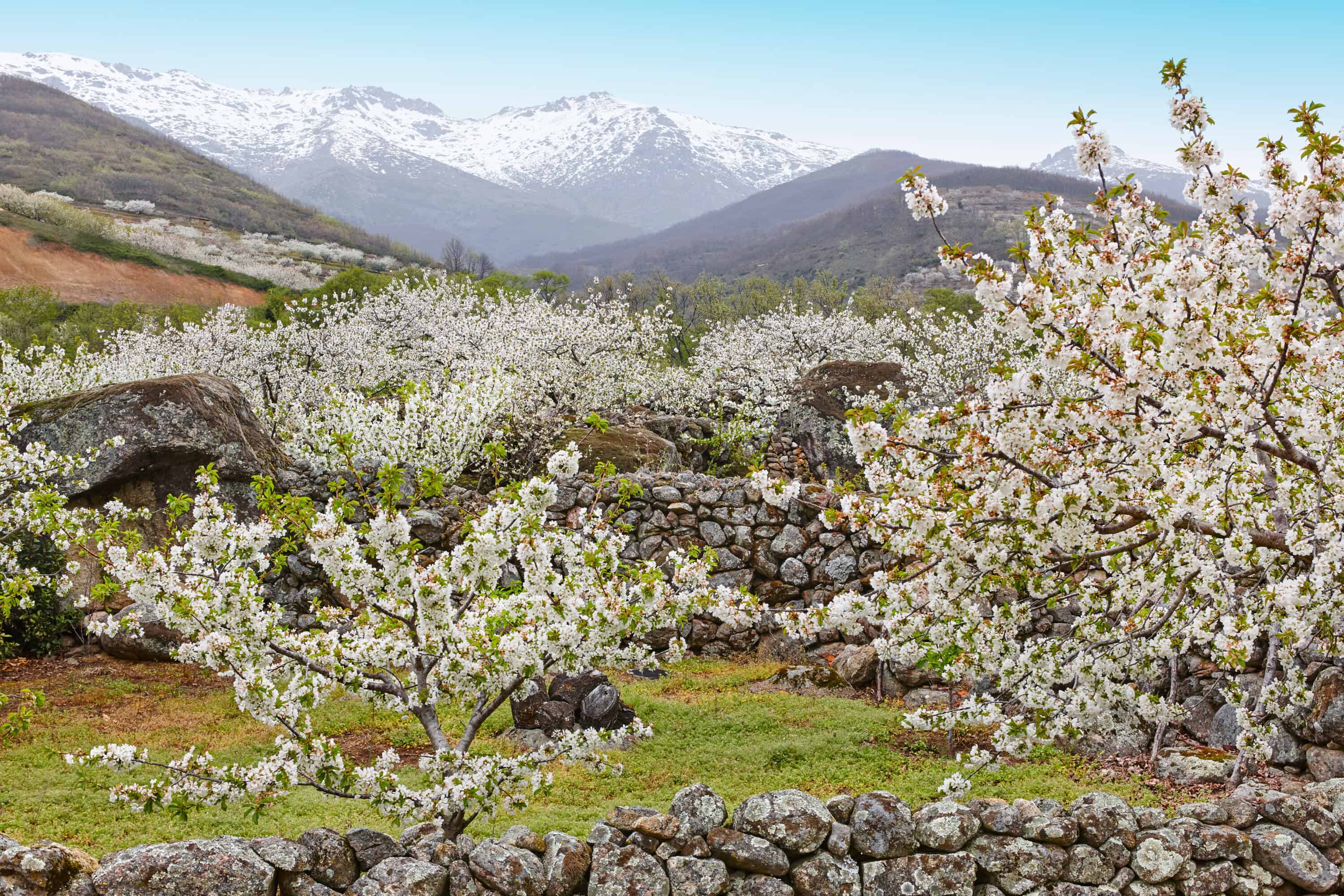 White cherry blossom trees in Jerte Valley, Spain with snow capped mountains in the background. 