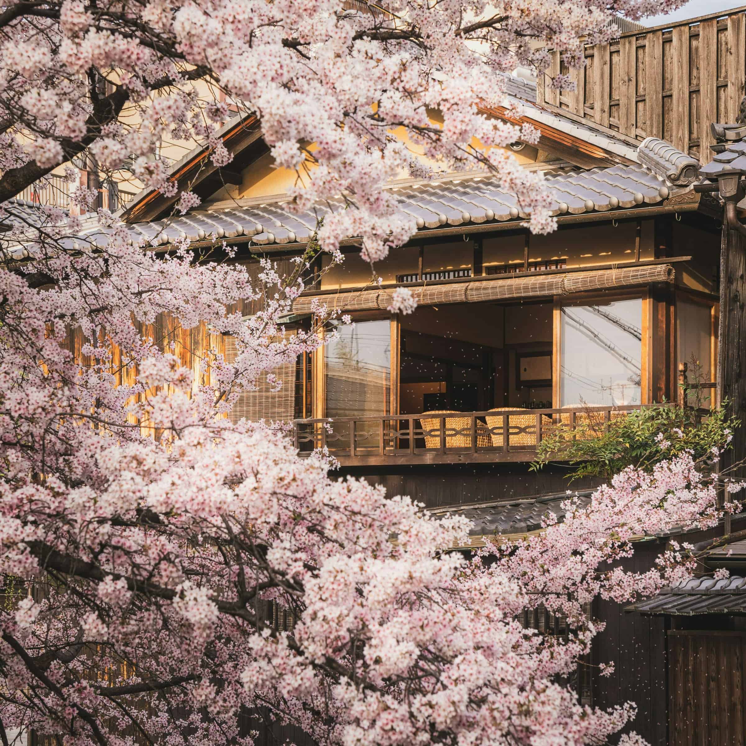 Cherry blossom tree in full bloom outside a traditional Japanese building in Kyoto, Japan. 
