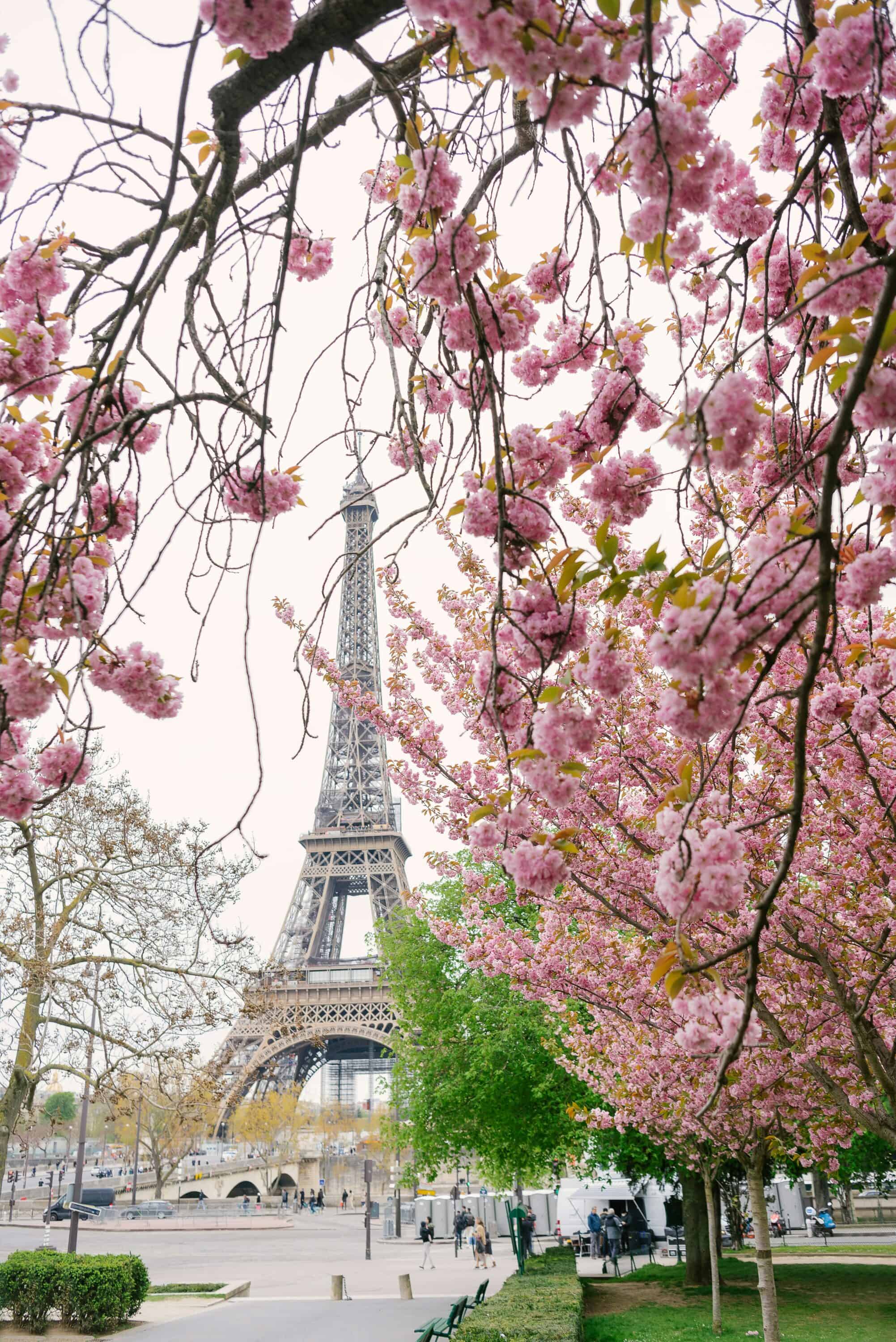 Cherry blossom trees line the street leading up to the Eiffel Tower.
