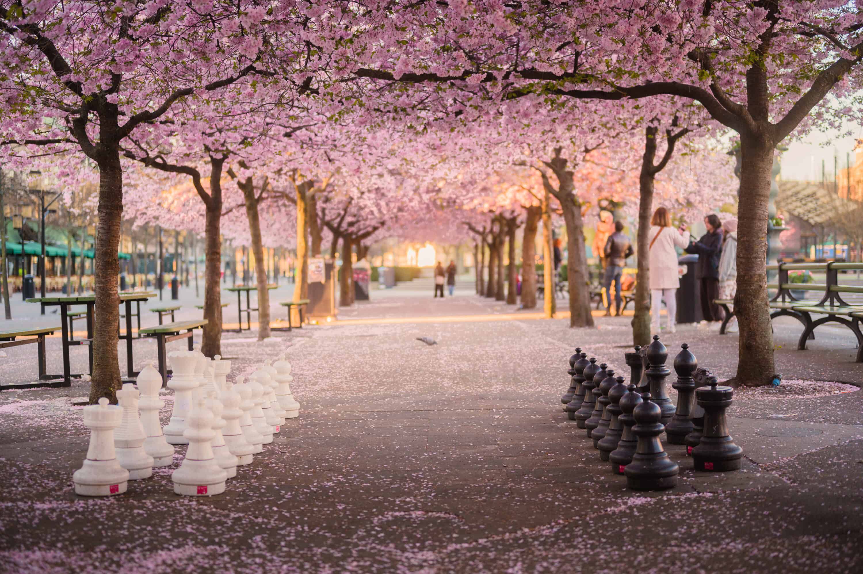 Cherry blossoms lining a path in a park in Stockholm, Sweden.