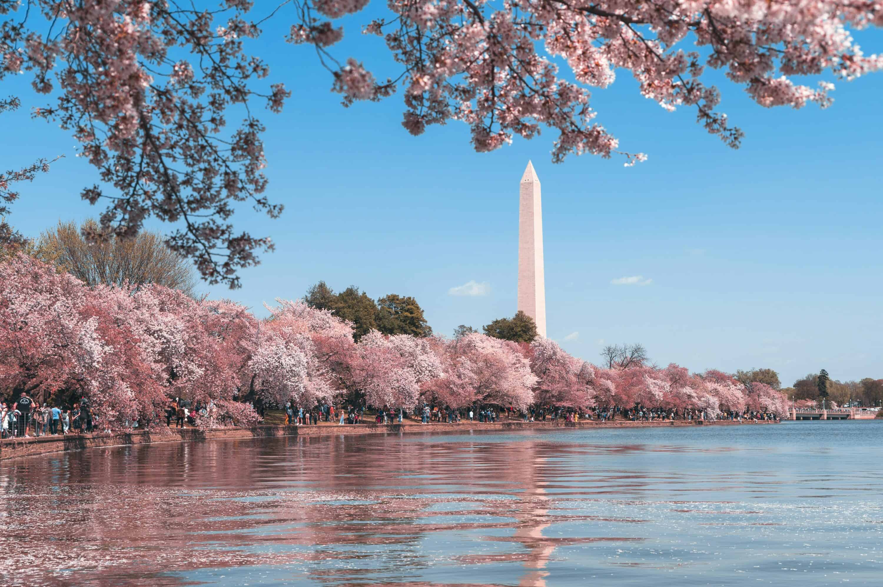 Cherry blossoms line the water with the Washington Monument in the background. 
