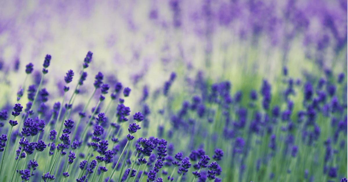 zoomed in image of lavender fields