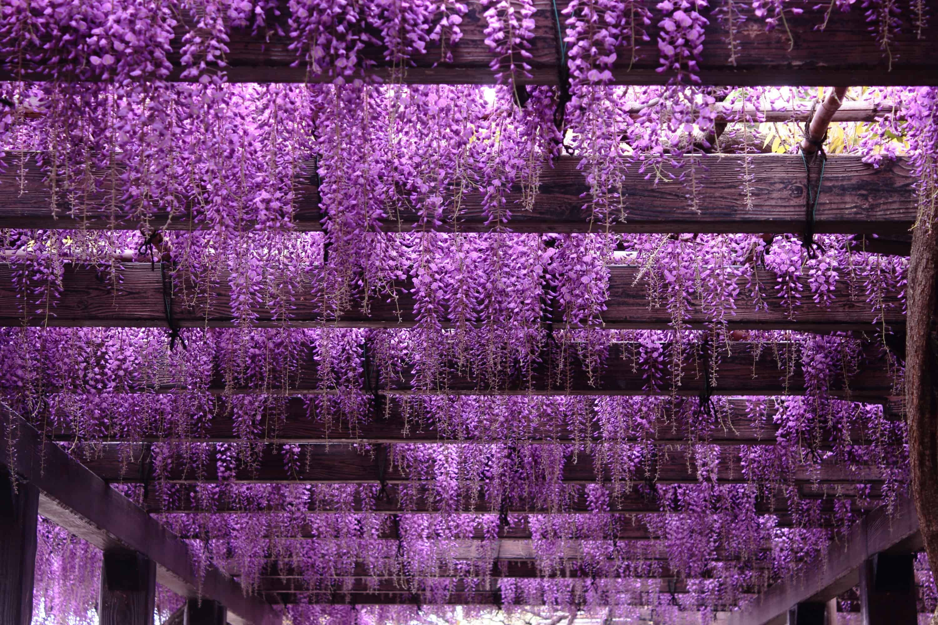 Lavender hanging in Kyoto, Japan