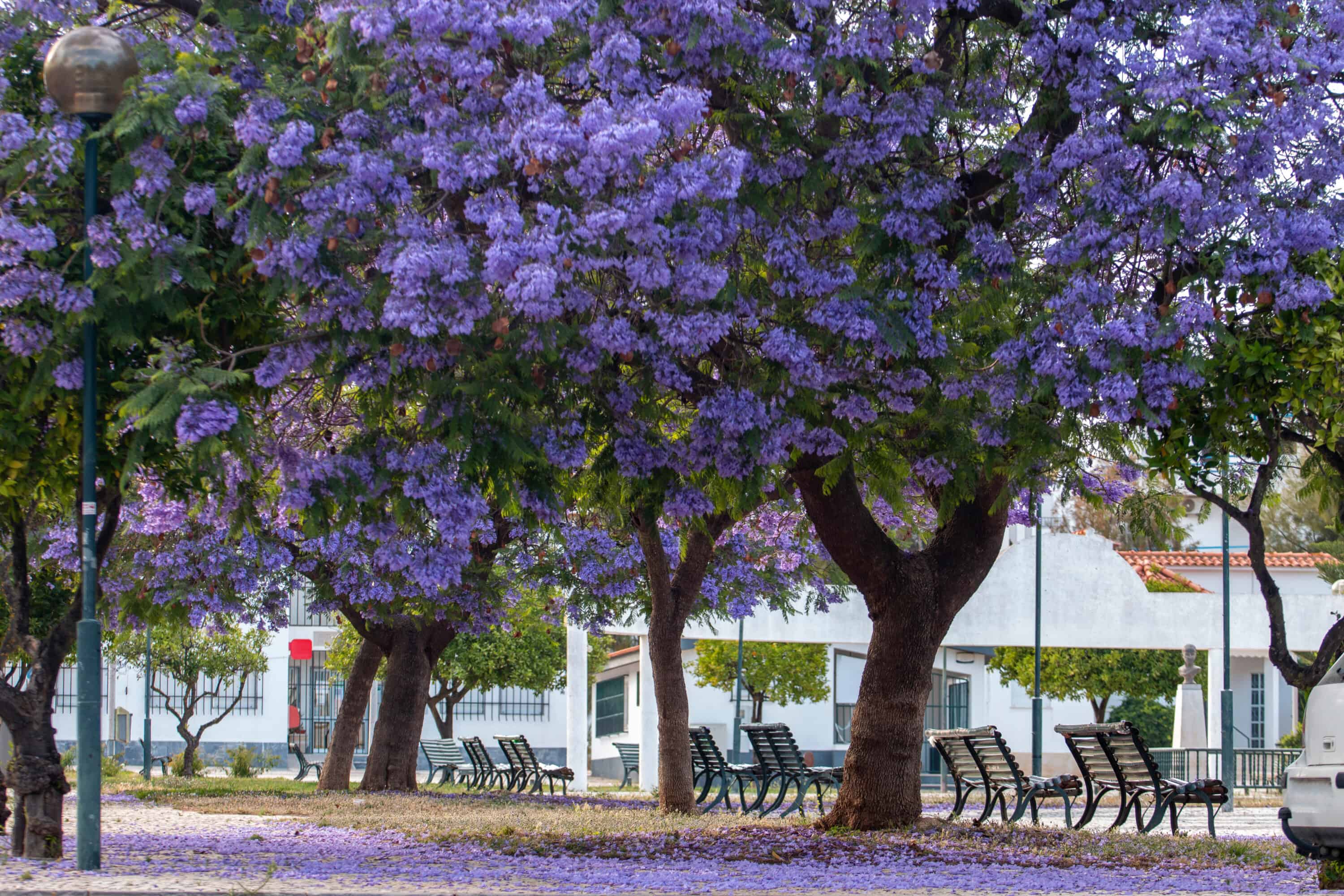 Jacarandas tress in Lisbon in full bloom with purple flowers.