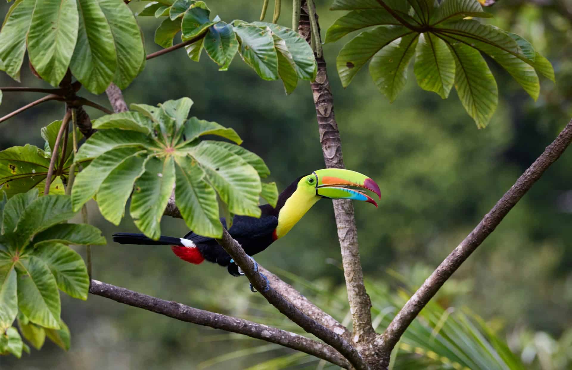 Rainforest with a Tucan